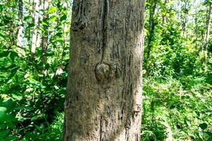 texture en bois d'un arbre photo