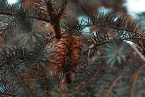 cônes sur les branches d'une grande épicéa photo