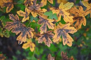 feuilles d'arbres jaunes en saison d'automne photo