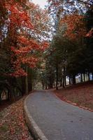 route avec des arbres bruns en automne photo