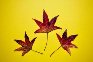 feuilles d'érable rouge sur fond jaune en saison d'automne