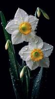 jonquilles, blanc jonquilles, des gouttes de rosée, foncé arrière-plan, ai généré photo