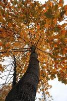 arbre aux feuilles rouges et brunes en automne