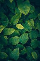 plante verte laisse dans la nature fond vert photo