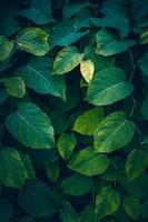 plante verte laisse dans la nature fond vert photo