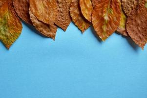 feuilles brunes sèches sur fond bleu photo