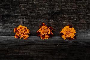Trois fleurs de tchernobrivtsi jaunes se trouvent sur le fond en bois photo