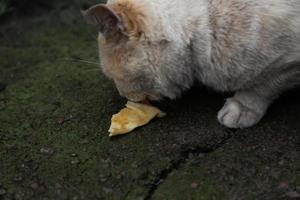 Chat sans-abri avec fourrure blanche orange mange