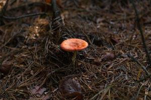 gros champignon dans la forêt photo