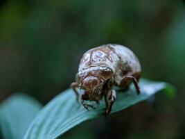 fermer photo de mue insectes