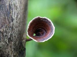 proche en haut, photo de champignons