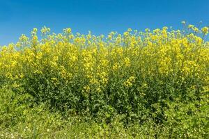 champ de magnifique printemps d'or fleur de colza, canola colza dans Latin brassica napus, colza est plante pour vert industrie photo