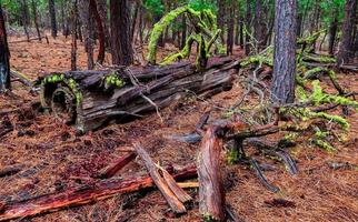 Des débris de ponderosa une scène forestière dans les bois à l'est de Black Butte près de sœurs ou photo