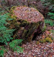 Souche d'automne au terrain de camping au bord de la rivière le long de la rivière santiam nord près de idanha ou photo