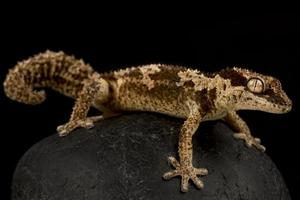 Gecko pachydactylus rugosas rugueux aux doigts épais photo