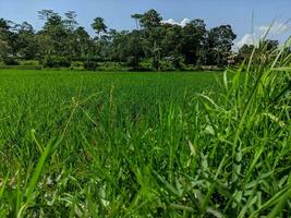 le riz plante ou connu comme oryza sativa et padi dans Indonésie, est dans le riz champ prêt pour plantation. vert riz champ dans le campagne de bandung, Indonésie. photo