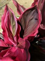 cordyline fruticosa avec une de taille moyenne arbuste et une différent Couleur entre rouge et rose. fermer de une cordyline avec brillant rose et rouge couleur. utilisé comme une produit alimentaire et médicament. photo