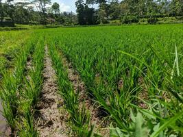 le riz plante ou connu comme oryza sativa et padi dans Indonésie, est dans le riz champ prêt pour plantation. vert riz champ dans le campagne de bandung, Indonésie. photo