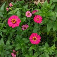 une fermer de une brillant mauve rose zinnia fleur avec choisi concentrer et Naturel vert jardin arrière-plan, aussi connu comme zinnia élégans ou zinnia violacée cav. photo