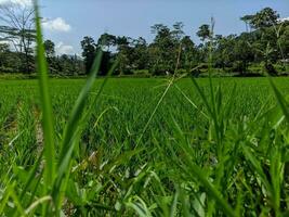 le riz plante ou connu comme oryza sativa et padi dans Indonésie, est dans le riz champ prêt pour plantation. vert riz champ dans le campagne de bandung, Indonésie. photo