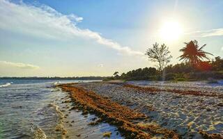 Caraïbes plage le coucher du soleil totalement crasseux sale méchant algue problème Mexique. photo