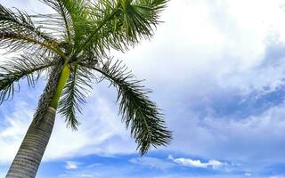 tropical Naturel paume arbre paumes bleu ciel dans Mexique. photo