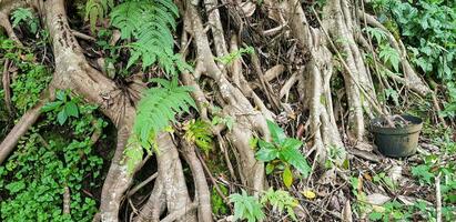 sud-est asiatique tropical forêt, pluie forêt, jungle dans Asie, humide forêt, vert forêt tropicale effrayant Fée conte à la recherche forêt photo