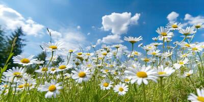 ai généré. ai génératif. sauvage marguerites dans le herbe avec une bleu ciel photo réaliste illustration. romantique