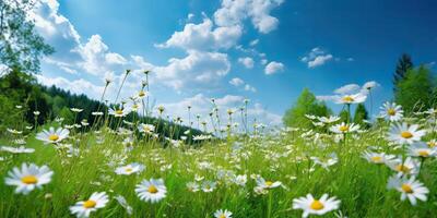 ai généré. ai génératif. sauvage marguerites dans le herbe avec une bleu ciel photo réaliste illustration. romantique