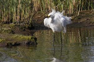 grande aigrette blanche ébouriffant des plumes photo