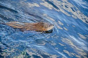 loutre animale nage et mange dans l'eau photo