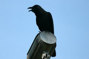 une noir corbeau dans le dataran putra Jaya, Malaisie. photo