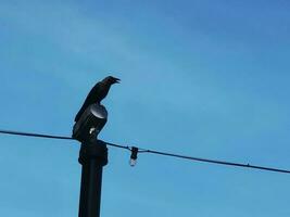 une noir corbeau dans le dataran putra jaya , Malaisie photo