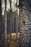 gros plan sur un arbre dans la forêt du soir photo