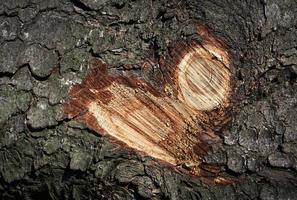 coeur abstrait sur un tronc d'arbre photo