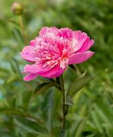 rose pivoine fleur dans le jardin sur une Contexte de vert feuilles photo