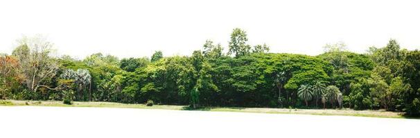 rangée de des arbres et arbustes isoler sur blanc Contexte photo