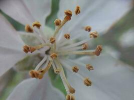 fleurs de printemps dans le jardin photo