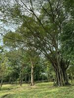 perdana botanique jardin botanique jardin dans Malaisie photo
