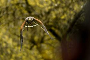 harris faucon en volant photo