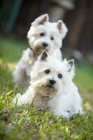 deux blanc canin copains photo