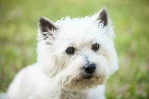 cairn terrier posant en plein air photo