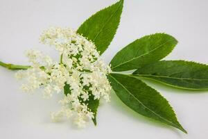 inflorescence et feuilles de fleur de sureau sur blanc Contexte. sambucus nigra photo