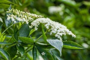 inflorescence et feuilles de fleur de sureau sur blanc Contexte. sambucus nigra photo