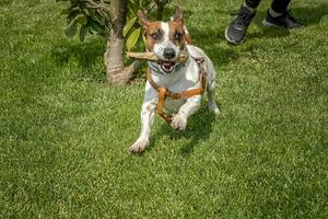 chiot de race jack Russell terrier en jouant avec une en bois bâton sur le vert herbe dans le jardin photo