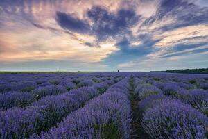 épanouissement parfumé lavande fleur des champs dans interminable Lignes. le coucher du soleil champ. photo