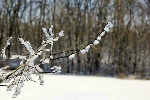 congelé arbre branches dans hiver glace. photo