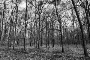 l'automne forêt avec des arbres sans pour autant feuilles, noir et blanc photo