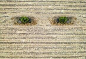 abstrait agriculture composition comme Terre yeux. conceptuel. aérien vue de récolté champ photo