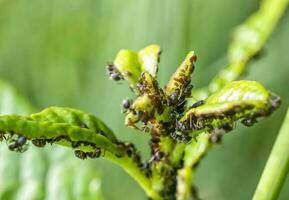 beaucoup pucerons sur une plante feuille dans la nature. proche en haut photo